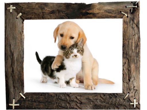 Naklejki 3d - psy i koty zwierzęta - fototapety 3d